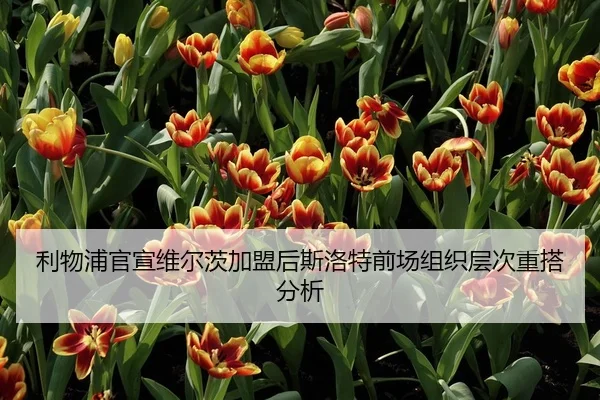 利物浦官宣维尔茨加盟后斯洛特前场组织层次重搭分析