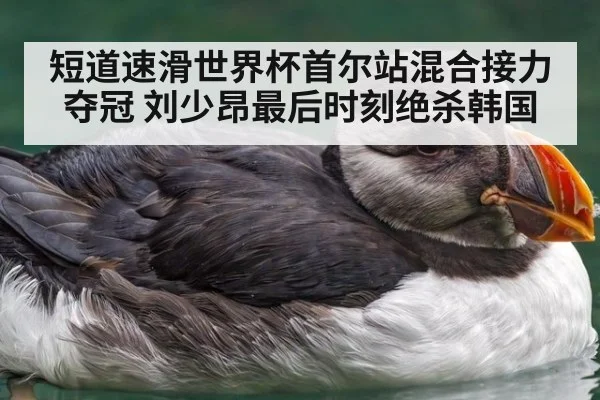 短道速滑世界杯首尔站混合接力夺冠 刘少昂最后时刻绝杀韩国